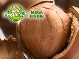 MEGA FINDIK - Giresun Mega Fındık - Meganut
